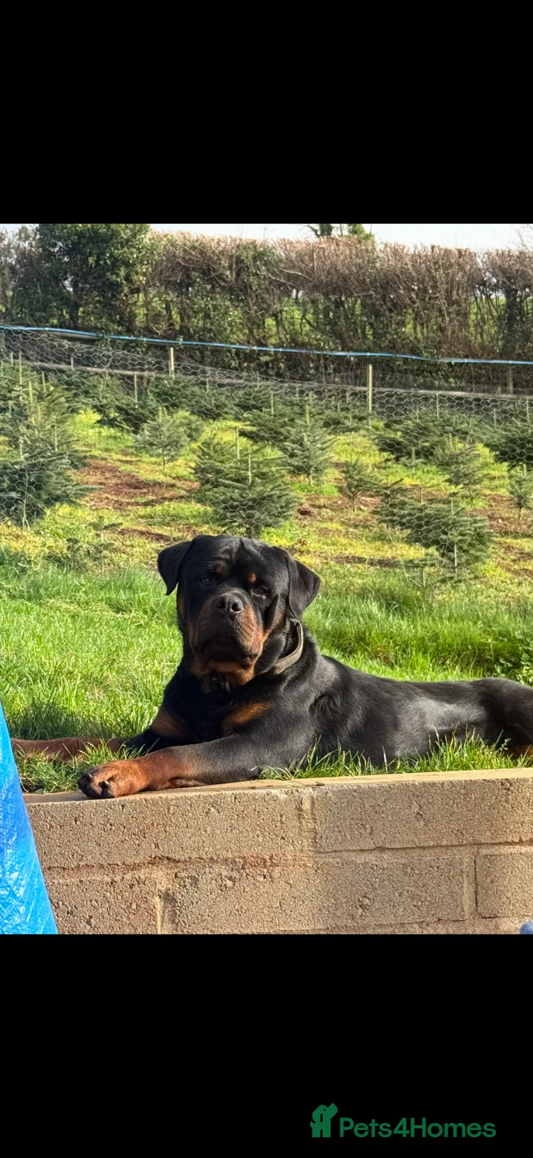 Rottweiler dogs for sale: Stunning Rottweiler puppies - Advert 2