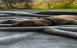 Cocker Spaniel dogs for sale: ✨ Cuddles Await from our Cocker Spaniel Pups  - Image 31