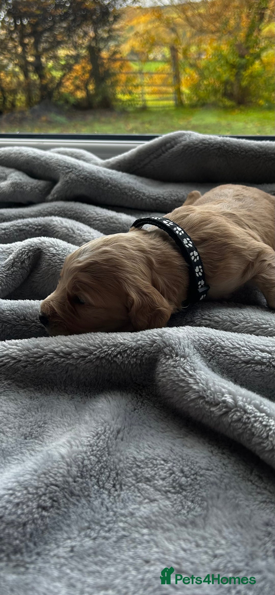 Cocker Spaniel dogs for sale: ✨ Cuddles Await from our Cocker Spaniel Pups  - Image 31