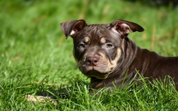 American Bully dogs for sale: REDUCED last girl Quality american Pocket Bully  - Image 9