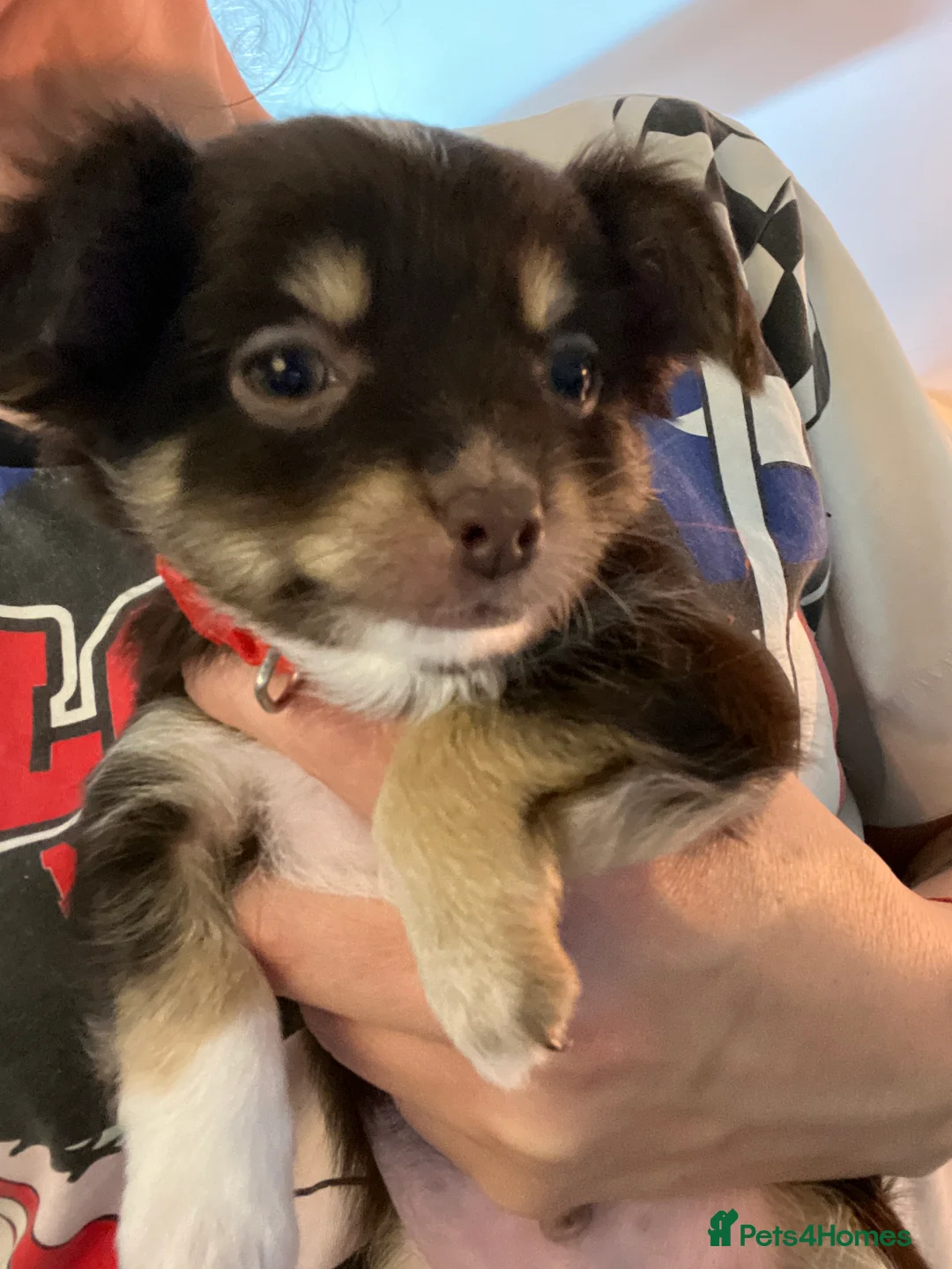 Chorkie dogs for sale: Beautiful Chorkie Puppies for Sale 🐶 - Advert 14
