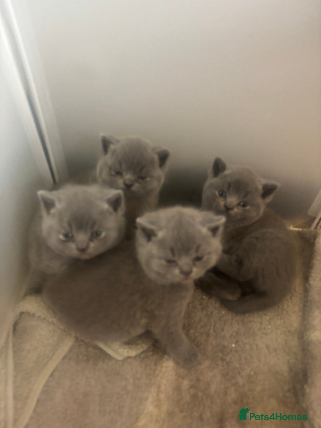 British Shorthair cats for stud: British shorthair proven stud - Advert 20