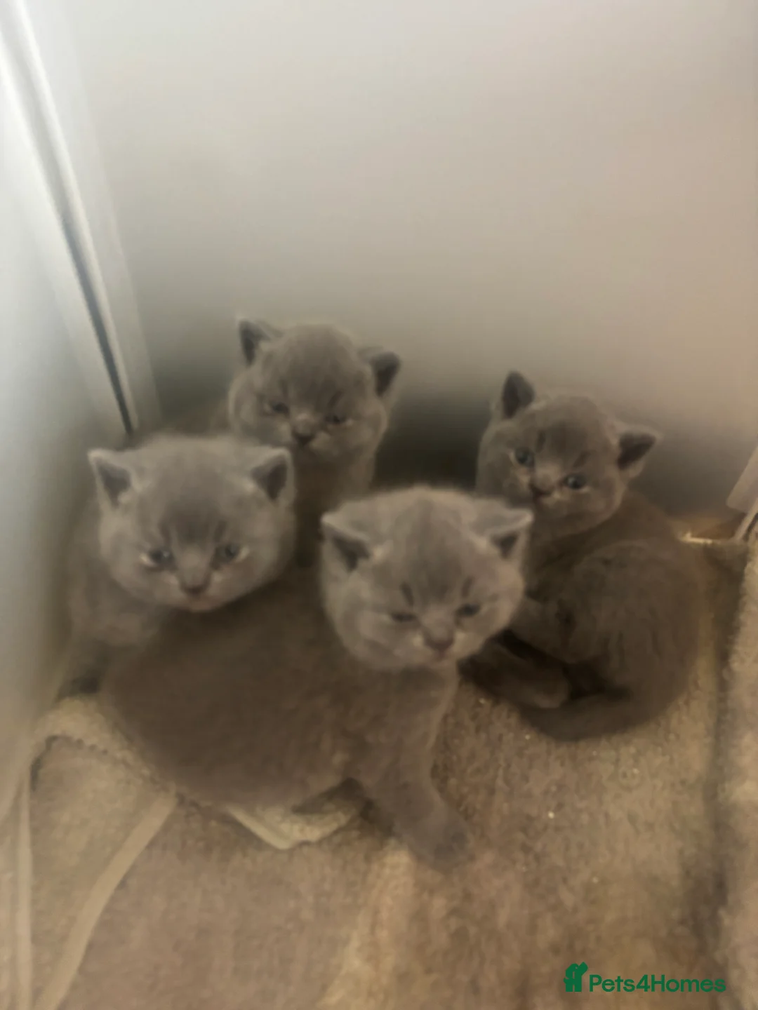 British Shorthair cats for stud: British shorthair proven stud - Advert 20