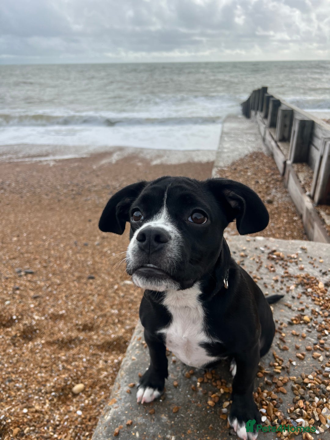 Mixed Breed dogs for sale: Female cocker bull  - Advert 6