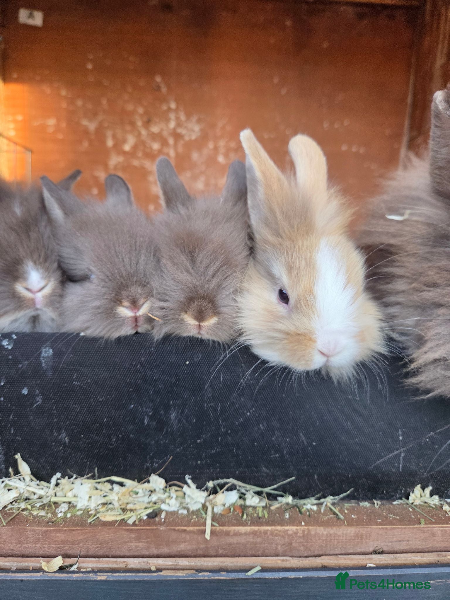 Lionhead rabbits ☆Ready 28th Aug☆ Double maine lion head Girls - Advert 1