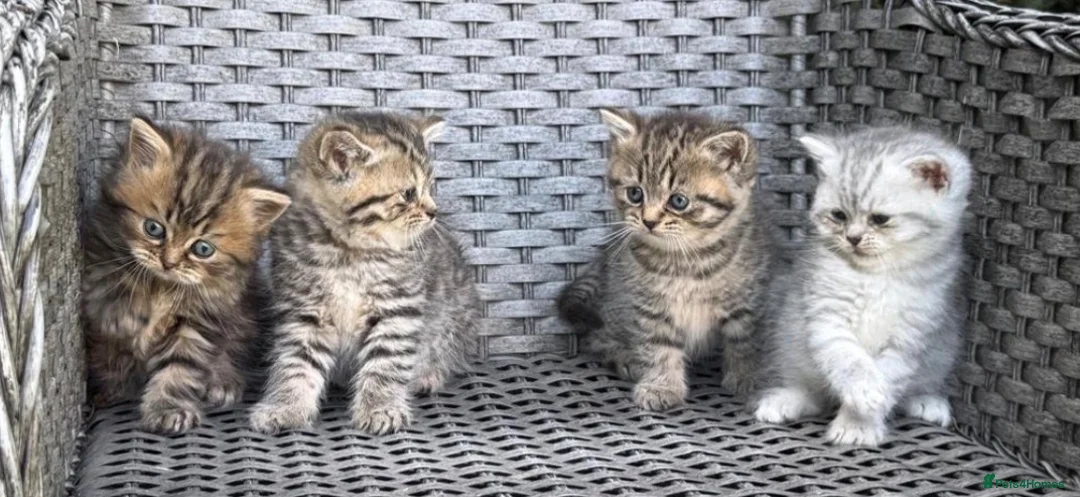 British Shorthair cats for sale: Stunning kittens for sale  - Advert 2