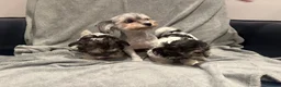 Maltipoo dogs for sale:  Small Maltipoo  - Advert 5