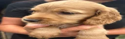 Cocker Spaniel dogs for sale: Beautiful cocker spaniels - Advert 9