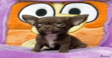 Chihuahua dogs - Advert 9
