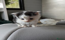 Mixed Breed cats for sale: 6 Adorable Kittens, Great Present! - Advert 9