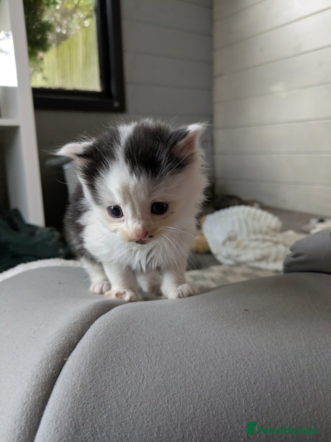 Mixed Breed cats for sale: 6 Adorable Kittens, Great Present! - Advert 9