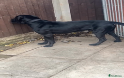 Cane Corso dogs for stud: Cane Corso Hungarian Bloodline Stud Proven  - Image 2