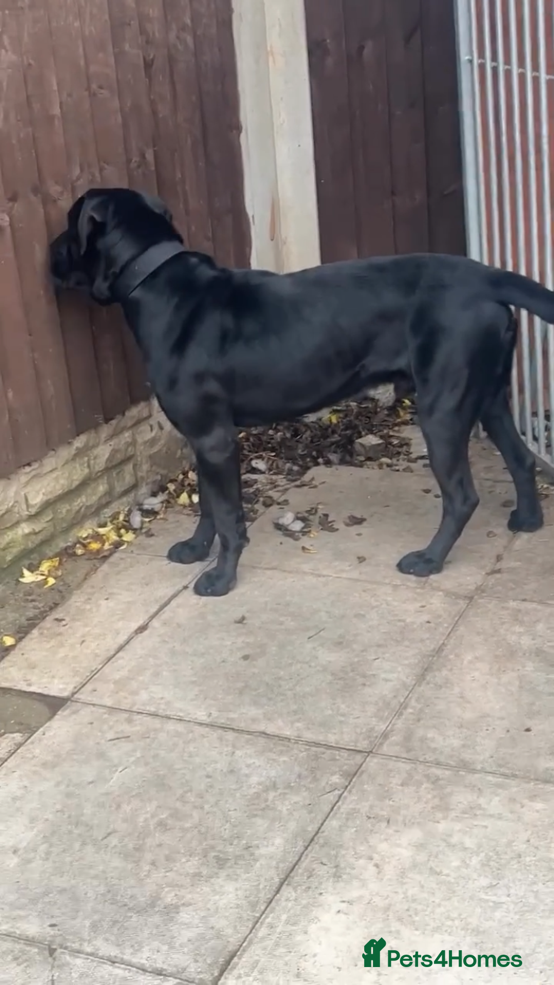 Cane Corso dogs for stud: Cane Corso Hungarian Bloodline Stud Proven  - Image 2