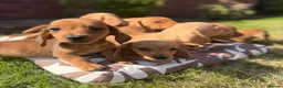Miniature Dachshund dogs for sale: READY TO LEAVE🏆💙💖 KC REG 5 STAR BREEDER💙💖🏆 - Advert 10