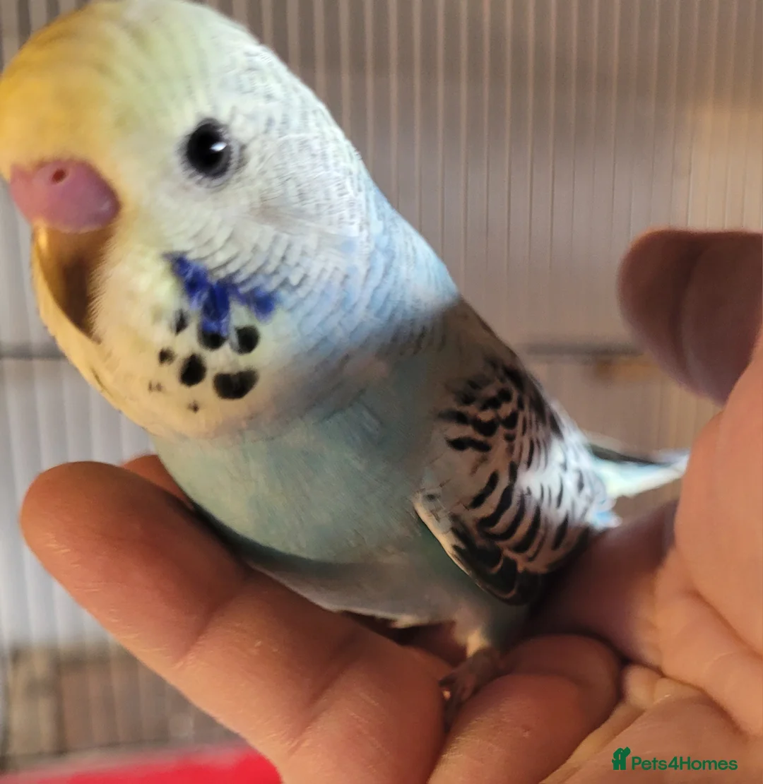 Budgerigars birds for sale: Baby Budgies (no offers) - Advert 22