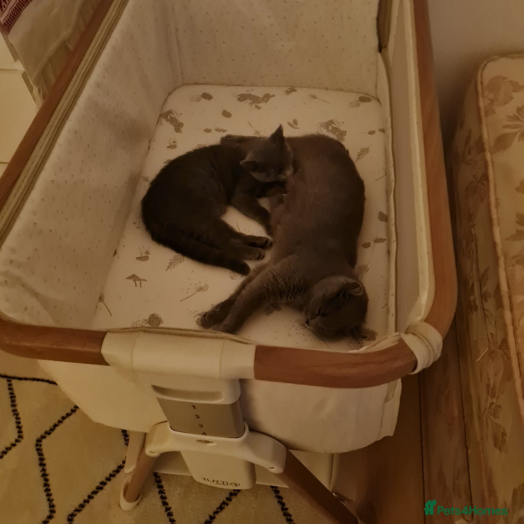 Mixed Breed cats for sale: Her name is Luna  - Advert 4