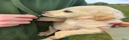 Labrador Retriever dogs for sale: Labrador Puppies - Advert 24