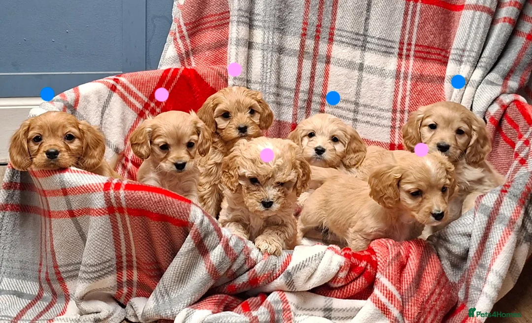 Cavapoochon dogs for sale: Cavapoochon Puppies for Sale - Advert 2