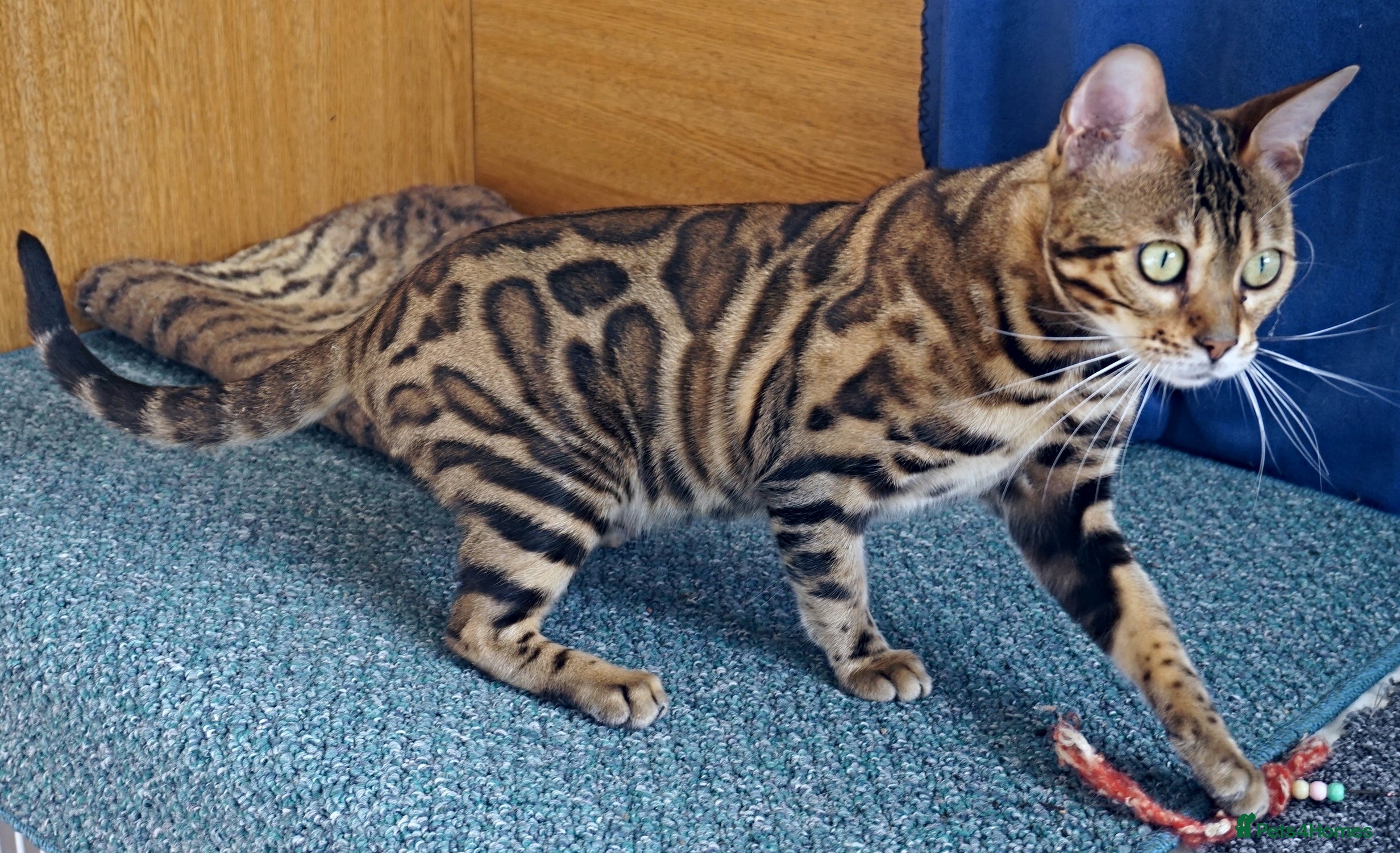 Bengal cats Superb Active Reg Bengal Girl - Advert 4