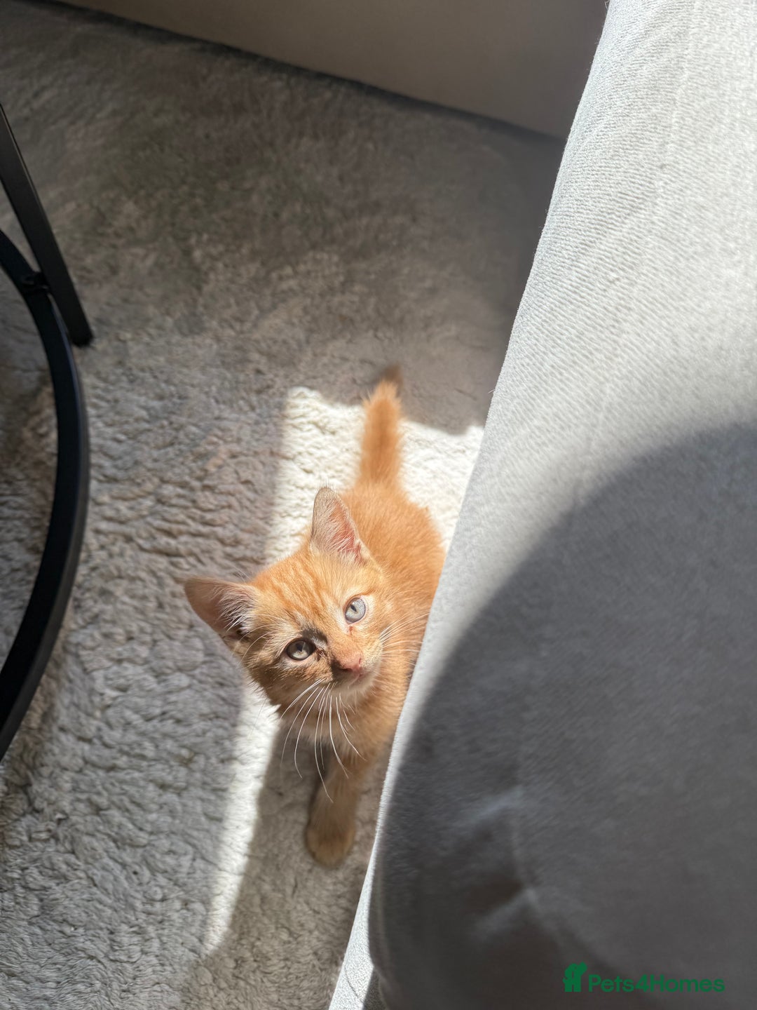 Domestic Shorthair cats for sale: 15 week old Kitten - Image 3