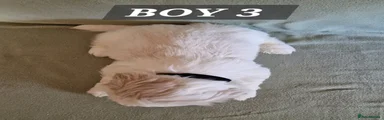 Shih Tzu 3