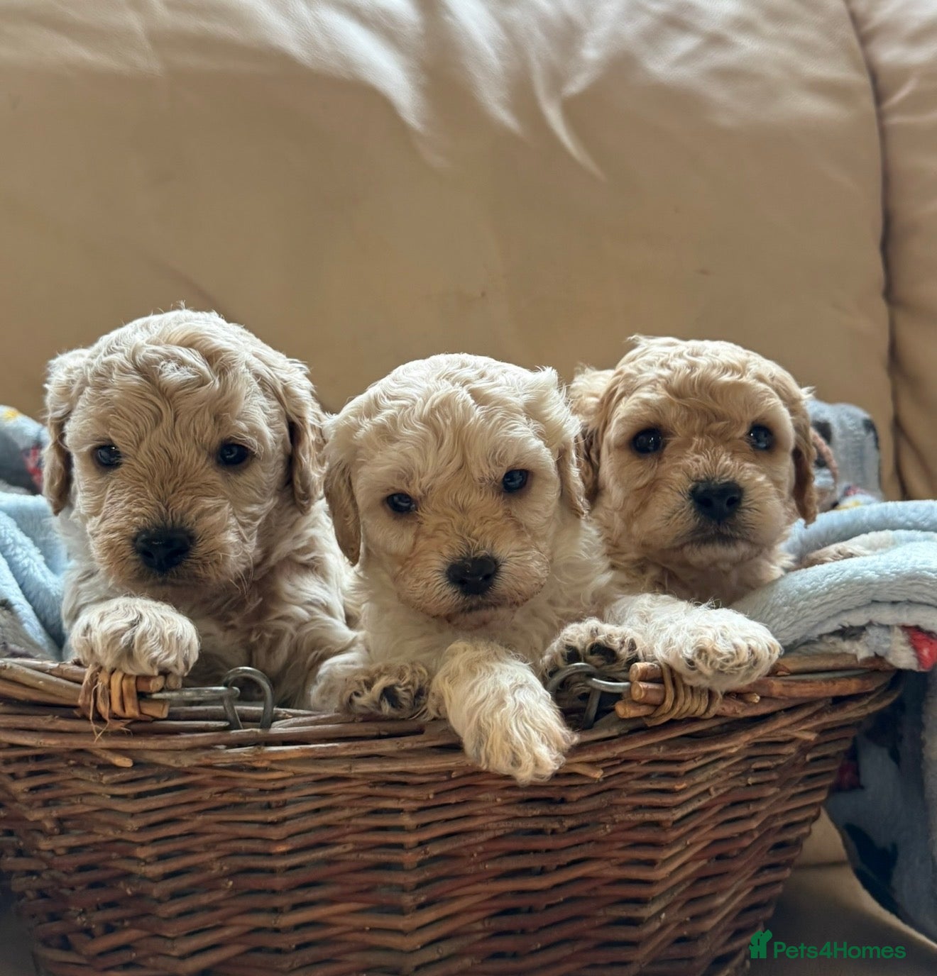 Cavachon dogs Beautiful F1B Cavapoochons  - Advert 1