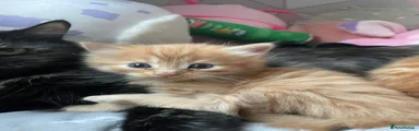 Mixed Breed Kitten 1