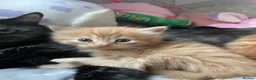 Mixed Breed cats for sale: Norwegian X kittens 4 males 1 ginger reserved  - Advert 8