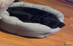 Cane Corso dogs for sale: 🐾‼️💕LAST GIRL💕‼️🐾 - Advert 14