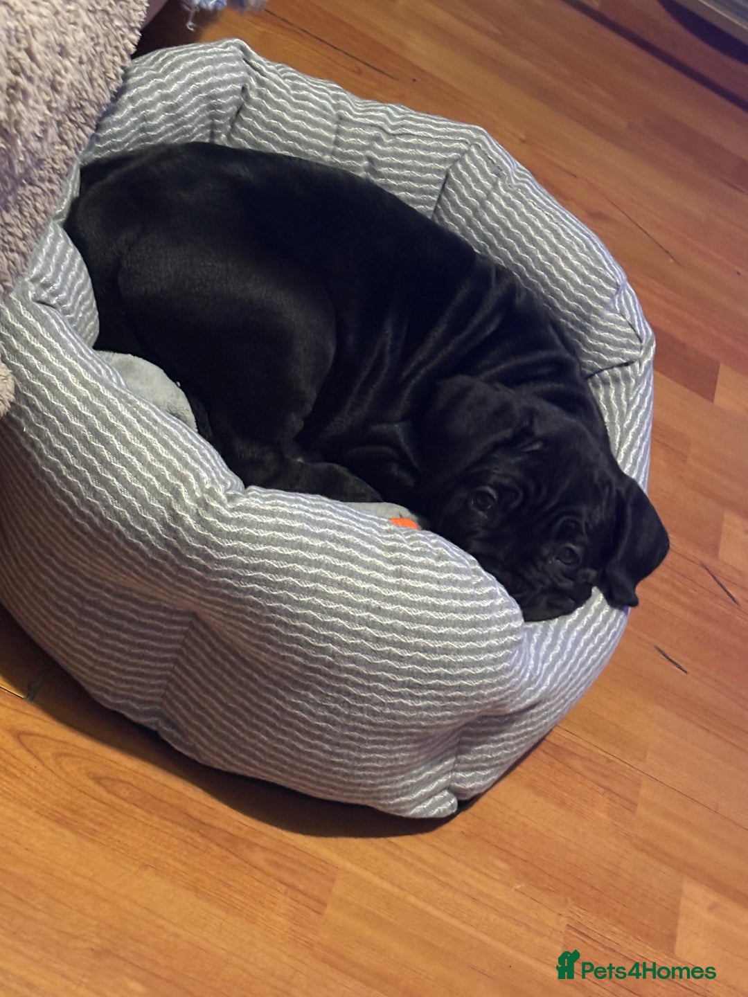 Cane Corso dogs for sale: 🐾‼️💕LAST GIRL💕‼️🐾 - Advert 14