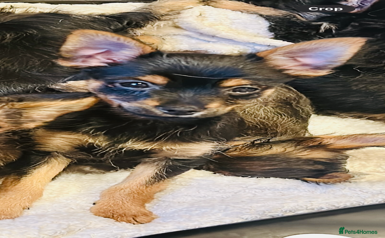 Chorkie dogs - Advert 3