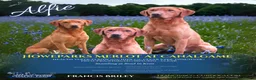 Labrador Retriever dogs for stud: Alfie  - Advert 1