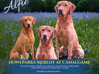 Labrador Retriever dogs Alfie - Advert 10