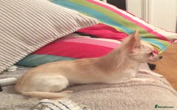 Chihuahua dogs for sale: Chihuahua babies ready now - Image 22