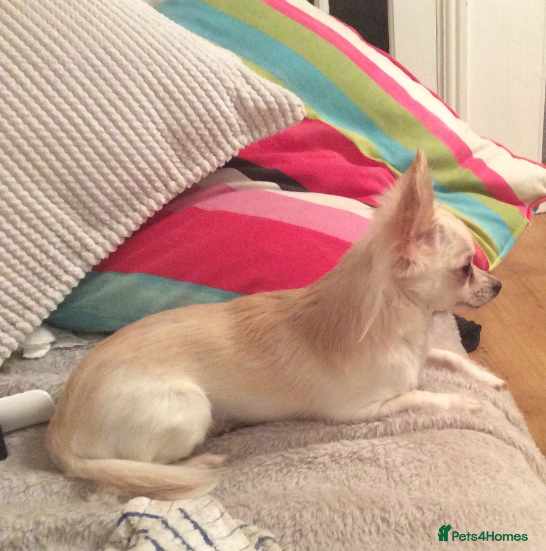 Chihuahua dogs for sale: Chihuahua babies ready now - Image 22