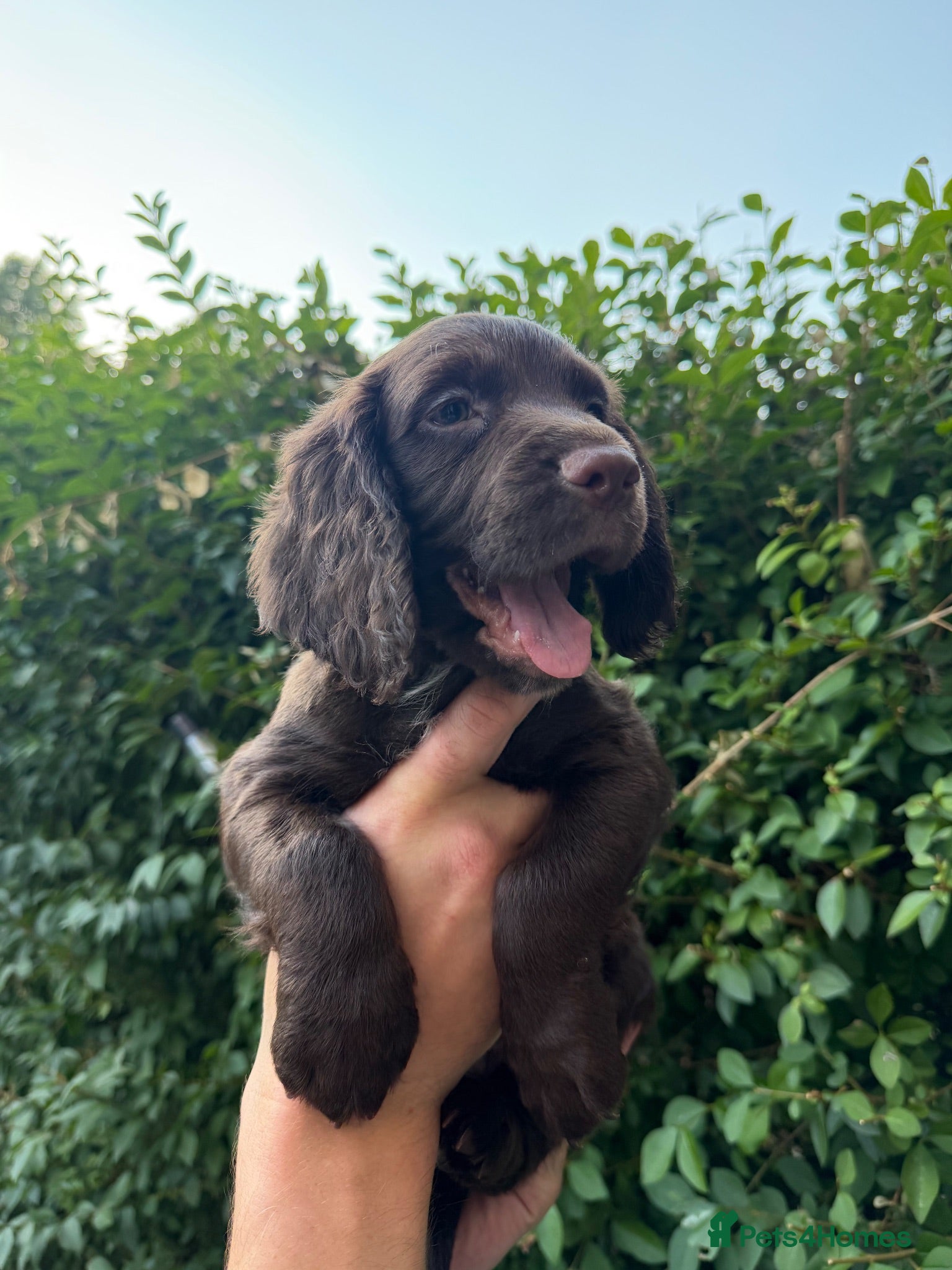 Cocker Spaniel dogs Last little boy- working cocker spaniel  - Advert 10
