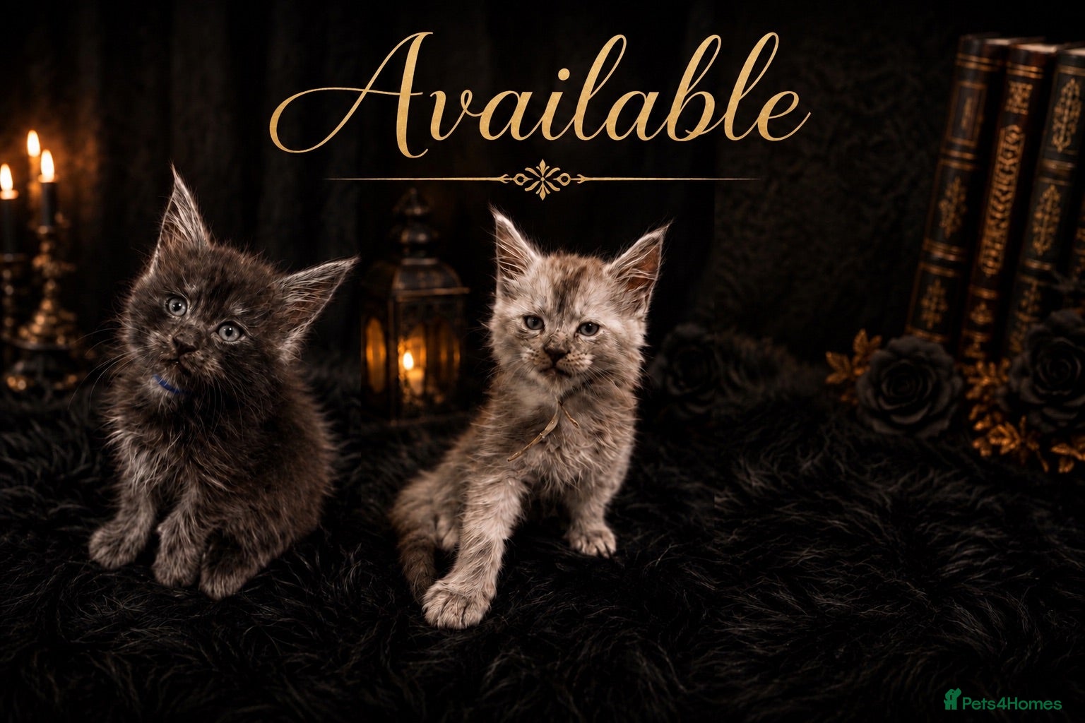 Maine Coon cats TICA Registered Maine Coon Kittens - Advert 5
