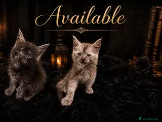 Maine Coon cats TICA Registered Maine Coon Kittens - Advert 5