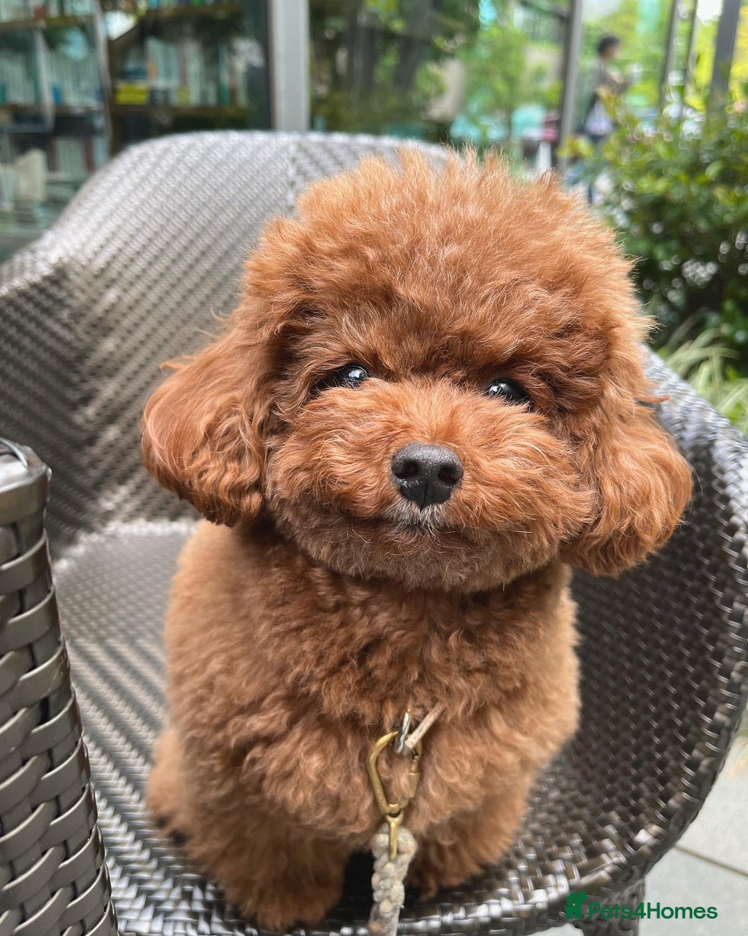 Toy Poodle dogs for sale: Toy Poodle Puppy for Rehome - Image 4