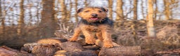 Lakeland Terrier dogs for stud: Lakeland terrier stud dog in Newark - Advert 4