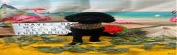 Miniature Poodle dogs for stud: Pure miniature poodle ready for stud service  in Bury Saint Edmunds - Advert 2