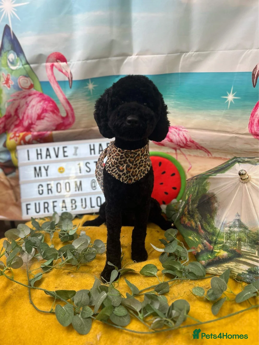 Miniature Poodle dogs for stud: Pure miniature poodle ready for stud service  in Bury Saint Edmunds - Advert 2