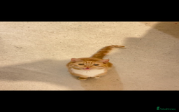 Domestic Shorthair cats for sale: Looking to rehome my sweet boy - Image 3