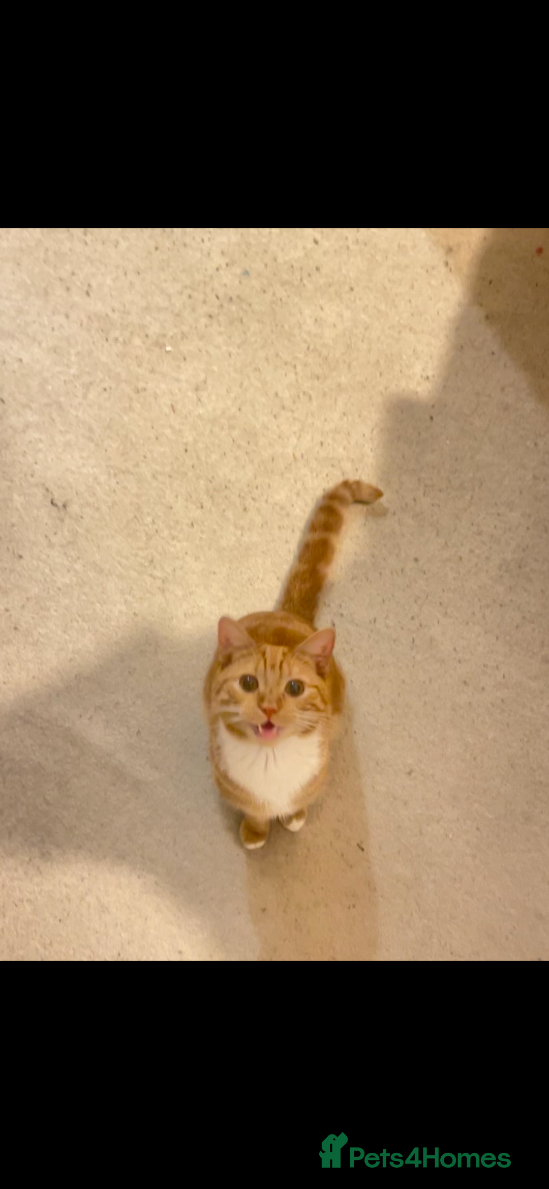 Domestic Shorthair cats for sale: Looking to rehome my sweet boy - Image 3