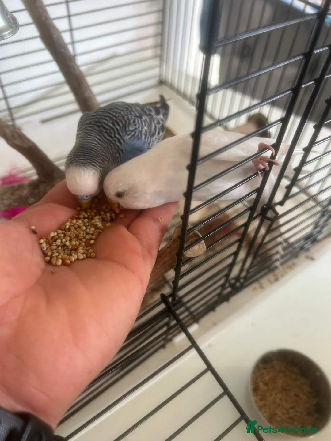 Mixed Breed birds for sale: Budgies - Advert 2