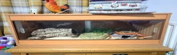 Corn Snake reptiles for sale: Cornsnake & Set up - Advert 3