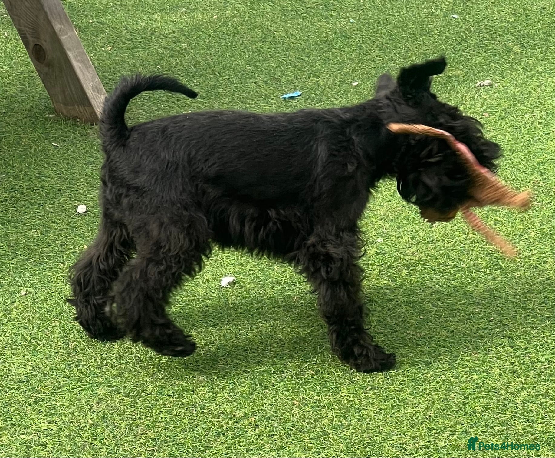 Miniature Schnauzer dogs Miniature schnauzer BVA eye clear KC reg for stud  in Newark - Advert 12