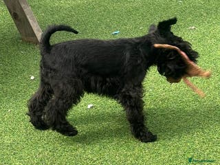Miniature Schnauzer dogs Miniature schnauzer BVA eye clear KC reg for stud in Newark - Advert 2