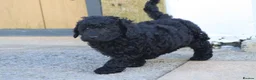Cavapoochon dogs for sale: Beautiful Cavapoochon puppies for sale - Advert 3