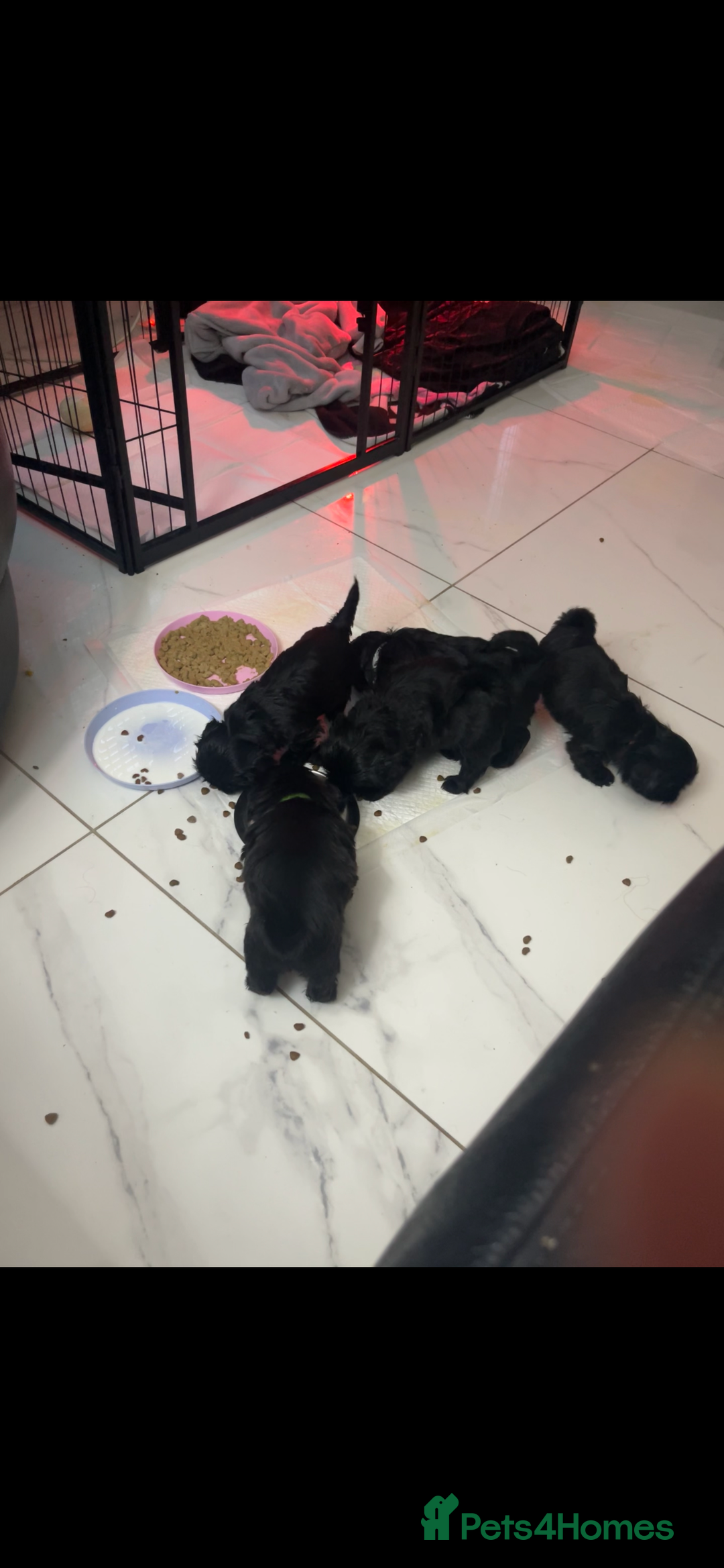 Shih Tzu dogs for sale: Rare solid black imperial Shih Tzu  - Advert 12